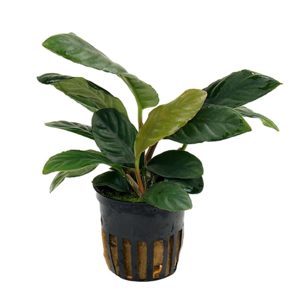 coffeefolia anubias.jpg